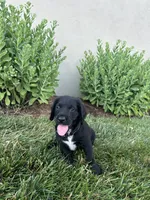 Loki, a male Labradoodle for sale in Lititz, PA – 3 of 4
