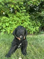 Banner, a male Labradoodle for sale in Lititz, PA – 3 of 4