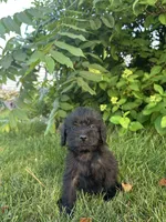 Groot, a male Labradoodle for sale in Lititz, PA – 2 of 3