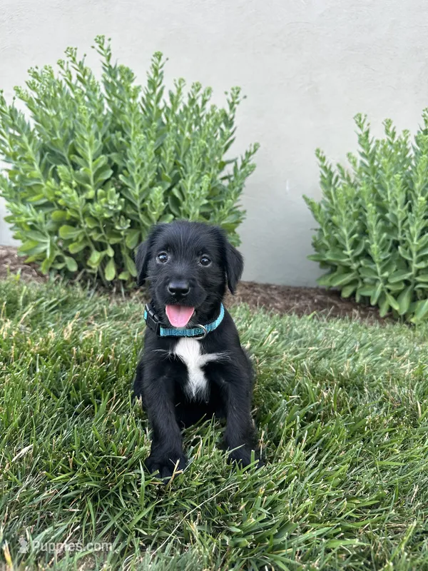 Mantis – Labradoodle puppy for sale in Lititz, PA