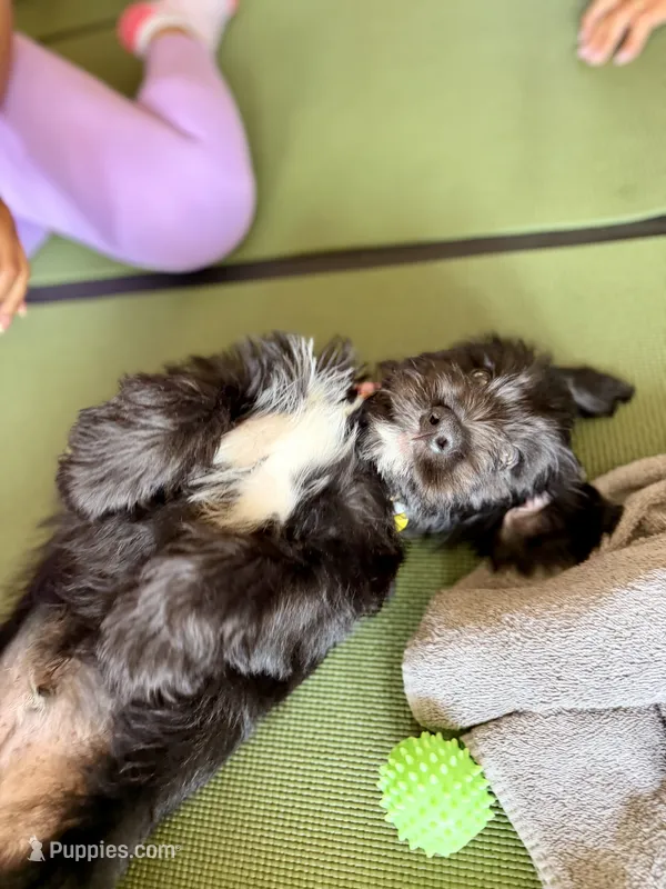 Drax – Labradoodle puppy for sale in Lititz, PA