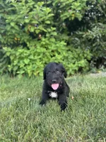 Drax, a male Labradoodle for sale in Lititz, PA – 2 of 3