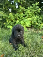 Groot, a male Labradoodle for sale in Lititz, PA – 3 of 3