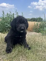 Gamora, a male Labradoodle for sale in Lititz, PA – 1 of 4