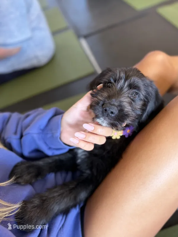 Gamora – Labradoodle puppy for sale in Lititz, PA