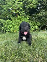Drax, a male Labradoodle for sale in Lititz, PA – 3 of 3