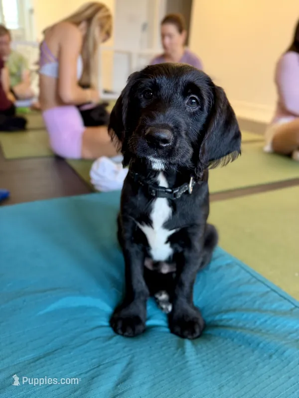 Loki – Labradoodle puppy for sale in Lititz, PA