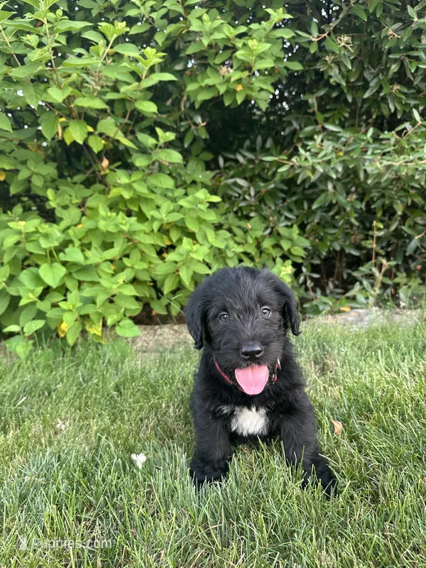 Drax – Labradoodle puppy for sale in Lititz, PA