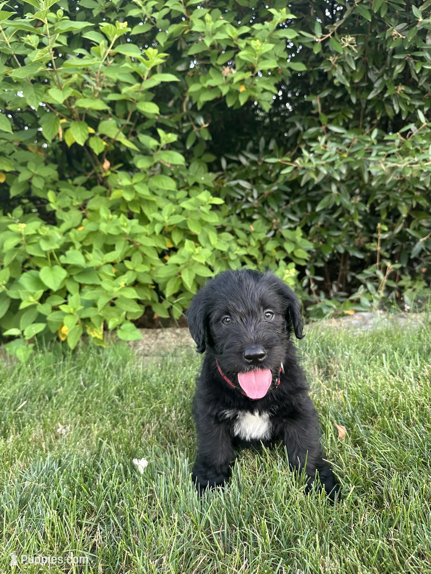 Drax – Labradoodle Puppy for Sale in Lititz, PA | Puppies.com