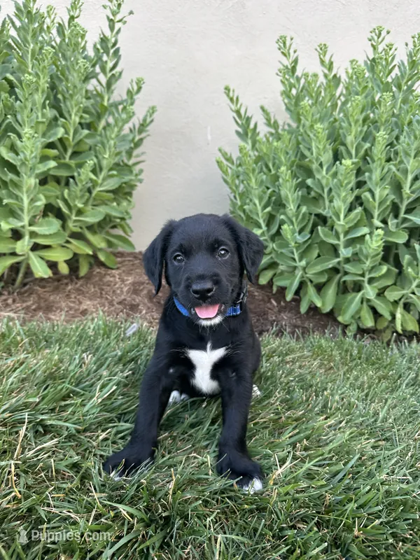 Rocket – Labradoodle puppy for sale in Lititz, PA