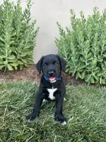 Rocket, a male Labradoodle for sale in Lititz, PA – 1 of 2
