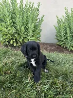 Loki, a male Labradoodle for sale in Lititz, PA – 2 of 4