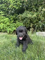 Gamora, a male Labradoodle for sale in Lititz, PA – 3 of 4