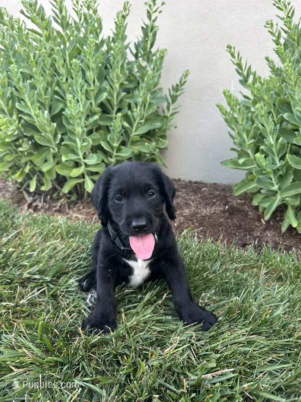 Loki – Labradoodle puppy for sale in Lititz, PA
