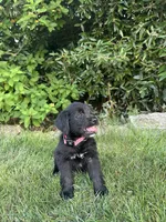 Gamora, a male Labradoodle for sale in Lititz, PA – 2 of 4