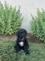 Peggy, a female Labradoodle for sale in Lititz, PA – 3 of 4