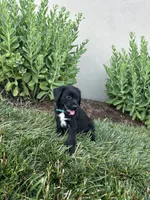Mantis, a female Labradoodle for sale in Lititz, PA – 4 of 4