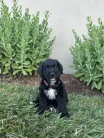 Peggy, a female Labradoodle for sale in Lititz, PA – 4 of 4