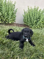 Mantis, a female Labradoodle for sale in Lititz, PA – 2 of 4