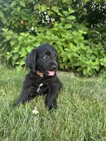Banner, a male Labradoodle for sale in Lititz, PA – 4 of 4