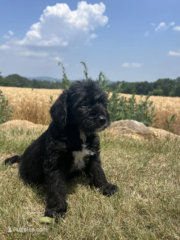 Peggy – Labradoodle puppy for sale in Lititz, PA