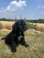 Peggy, a female Labradoodle for sale in Lititz, PA – 1 of 4