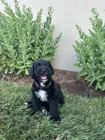 Peggy, a female Labradoodle for sale in Lititz, PA – 2 of 4