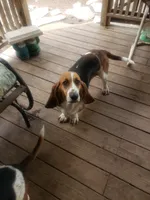 Lulu, a female Basset Hound for sale in Omaha, TX – 3 of 5