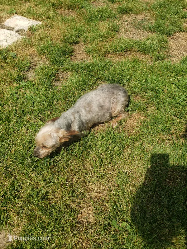Juliette – Yorkshire Terrier puppy for sale in Omaha, TX