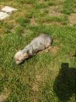Juliette, a female Yorkshire Terrier for sale in Omaha, TX – 1 of 1