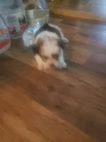 Boy, a male Shorkie for sale in Omaha, TX – 9 of 9