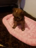 Girl2, a female Yorkshire Terrier for sale in Omaha, TX – 3 of 7