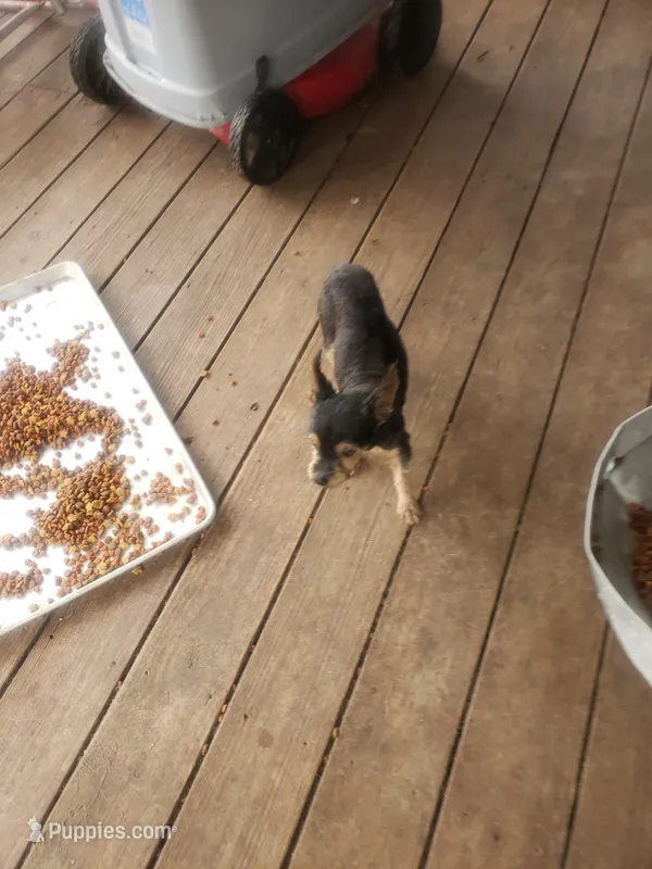 Oliver – Yorkshire Terrier puppy for sale in Omaha, TX
