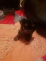 Puppy boy, a male Yorkshire Terrier for sale in Omaha, TX – 8 of 9