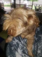 Aladdin , a male Yorkshire Terrier for sale in Omaha, TX – 3 of 7