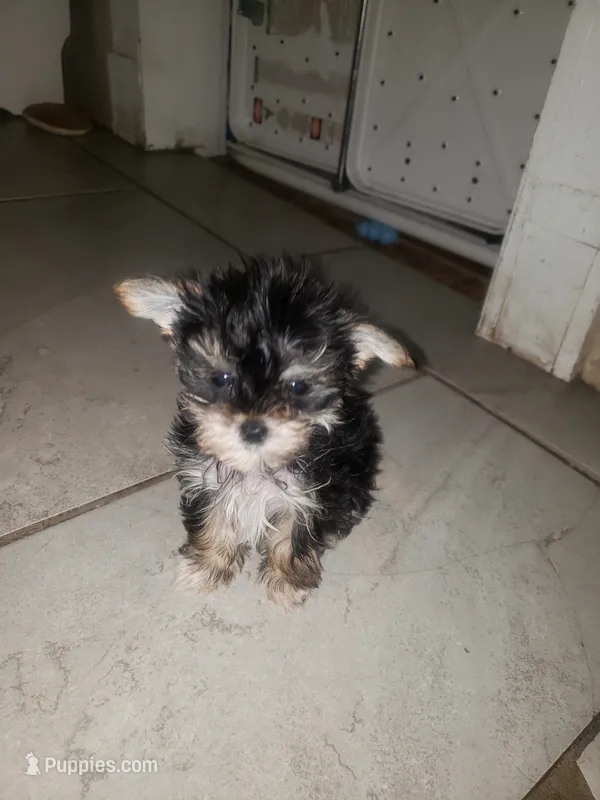 Little bitty boy – Yorkshire Terrier puppy for sale in Omaha, TX