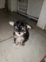 Little bitty boy, a male Yorkshire Terrier for sale in Omaha, TX – 1 of 1