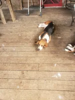Lulu, a female Basset Hound for sale in Omaha, TX – 5 of 6