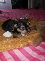 Boy 1, a male Yorkshire Terrier for sale in Omaha, TX – 7 of 8