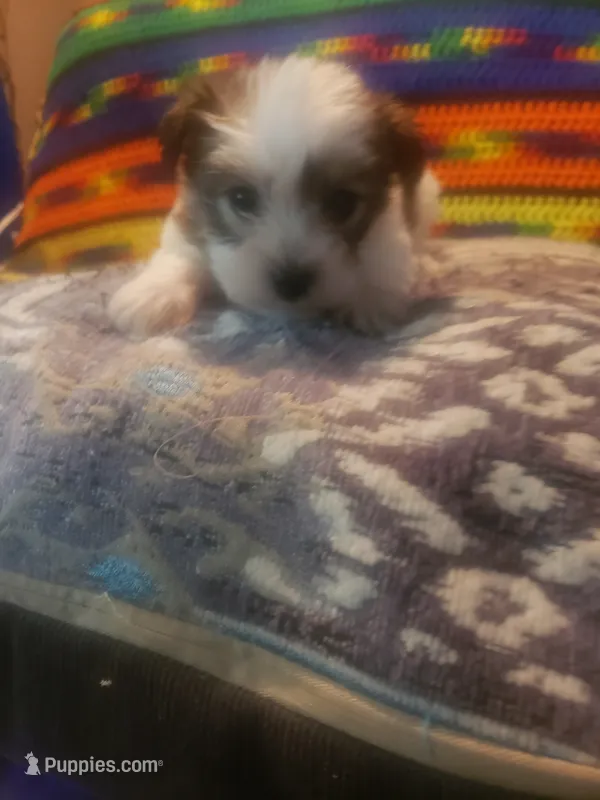 Boy – Shorkie puppy for sale in Omaha, TX