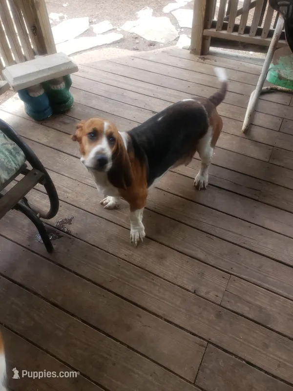Lulu – Basset Hound puppy for sale in Omaha, TX