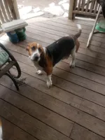 Lulu, a female Basset Hound for sale in Omaha, TX – 1 of 5