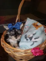 Little bitty boy, a male Yorkshire Terrier for sale in Omaha, TX – 5 of 9