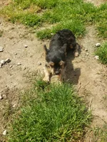 Oliver, a male Yorkshire Terrier for sale in Omaha, TX – 3 of 3