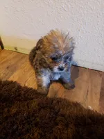 Boy 4, a male Shorkie for sale in Omaha, TX – Photo 2 of 2