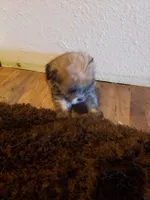 Boy 4, a male Shorkie for sale in Omaha, TX – Photo 1 of 2