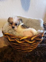 Boy parti 1, a male Shorkie for sale in Omaha, TX – Photo 4 of 6