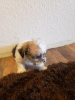 Boy parti 1, a male Shorkie for sale in Omaha, TX – Photo 5 of 6