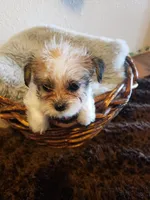 Boy parti 1, a male Shorkie for sale in Omaha, TX – Photo 2 of 6