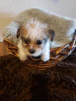 Boy parti 1, a male Shorkie for sale in Omaha, TX – Photo 1 of 6